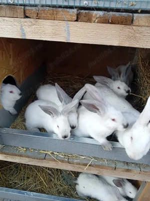 Vand puiet ut cu panonia - imagine 4