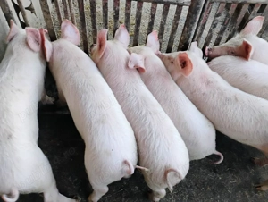 Vand Purcei Marel Alb cu Landrace si Duroc