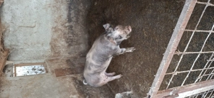 Purcei Landrace&pietran si porci mari 14 lei kg viu - imagine 4