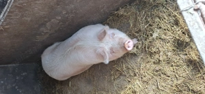 Purcei Landrace&pietran si porci mari 14 lei kg viu - imagine 2