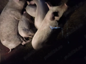 Purcei landrace pur  - imagine 2