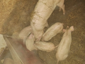 Purcei landrace pur  - imagine 4