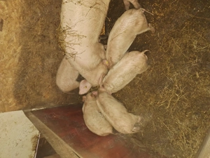 Purcei landrace pur  - imagine 3