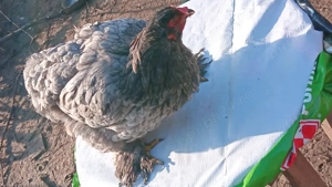 vănd sau schimb brachman 