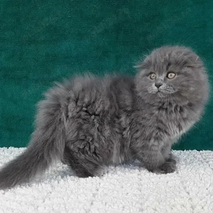 Scottish Fold Blue 