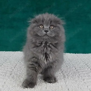 Scottish Fold Blue  - imagine 2