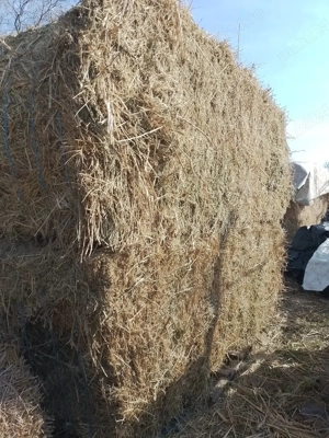 Vând baloti lucerna 