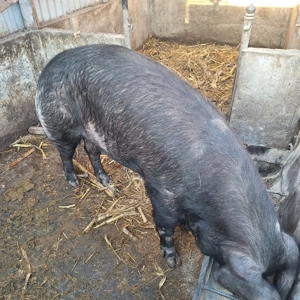 purcea de casă  - imagine 3