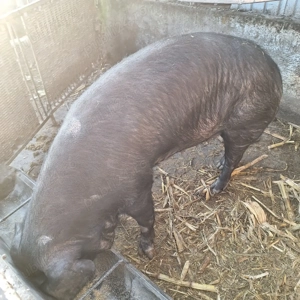 purcea de casă  - imagine 2