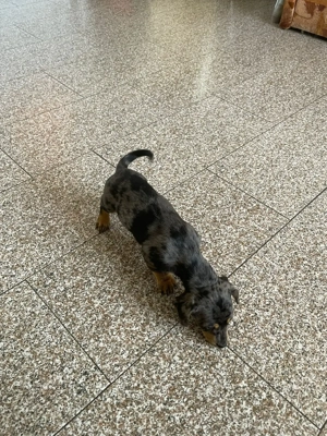 Catei teckel