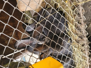 Pui uriaș german originali  - imagine 3