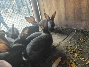 Pui uriaș german originali  - imagine 2