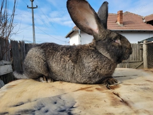 Pui uriaș german originali 