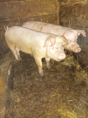 vand porci - imagine 2