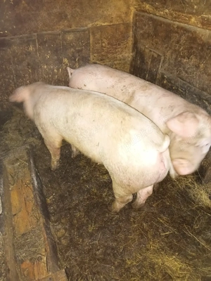 vand porci - imagine 3