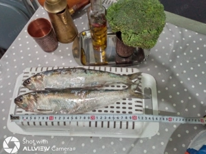 Vand (precomenzi) Scrumbii proaspete , superioare , capturi Galati