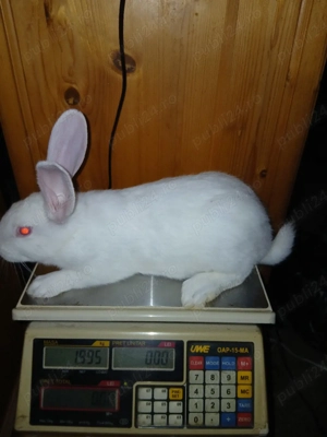 hycol francez 7 saptamani  - imagine 2