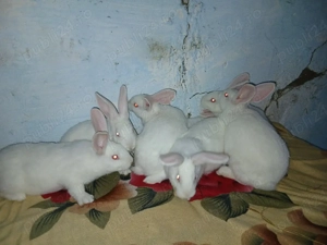 hycol francez 7 saptamani 