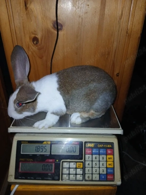 hycol francez 7 saptamani  - imagine 5