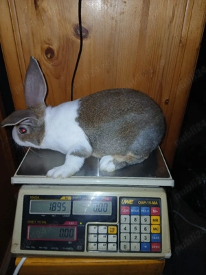 hycol francez 7 saptamani  - imagine 3