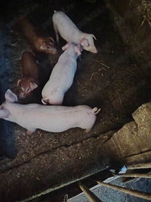 Caută casă nouă. - imagine 2