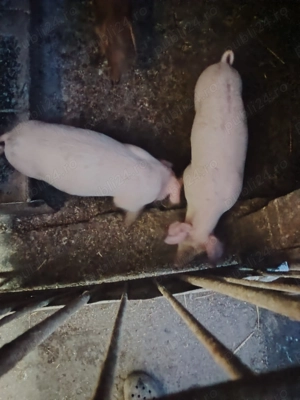 Caută casă nouă. - imagine 3