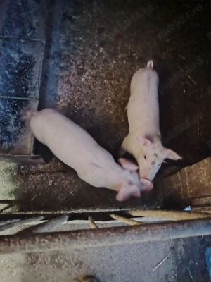 Caută casă nouă. - imagine 4