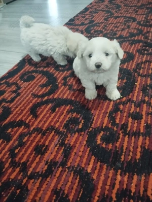 De vânzare  - imagine 2