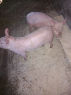 purcei de 11 saptamani  - imagine 2