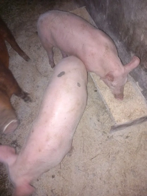 purcei de 10 saptamani 