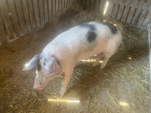 Scrofiță crescută bio. - imagine 3