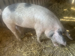 Scrofiță crescută bio. - imagine 2