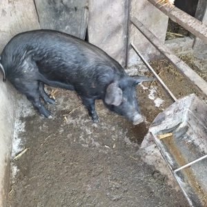 purcea de prasilă - imagine 2