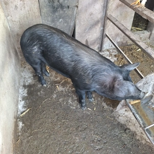 purcea de prasilă - imagine 3