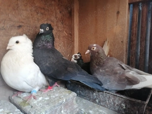 Porumbei jucători și voltat 