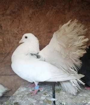 Porumbei jucători și voltat