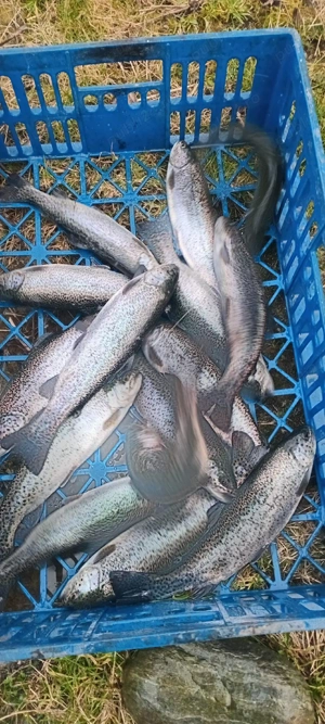 păstrăv curcubeu de vânzare  - imagine 3