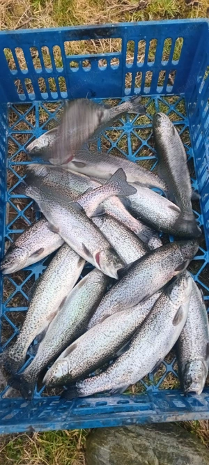 păstrăv curcubeu de vânzare  - imagine 2