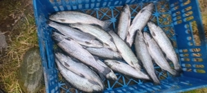 păstrăv curcubeu de vânzare 