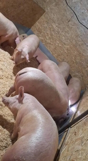 porci de carne crescuti cu porumb de la  120kg pana la 150kg