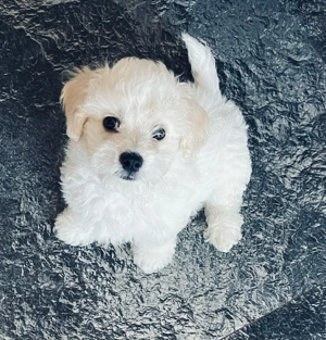 Vand bichon maltez mini toy baietel 6 saptamani