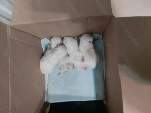 căt i westie rasă pură 2femele și 2băieti