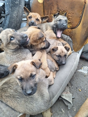 Catei malinois de vanzare - imagine 5