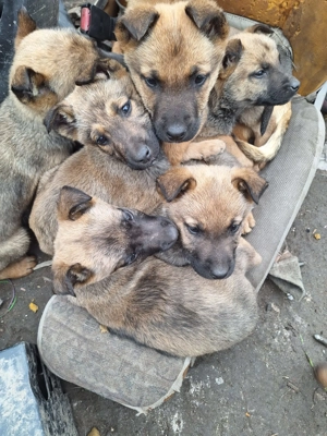 Catei malinois de vanzare - imagine 4