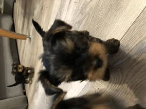 Vand catei yorkshire mini toy - imagine 2