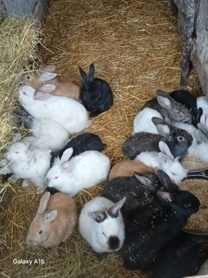 Iepuri de vânzare  - imagine 3