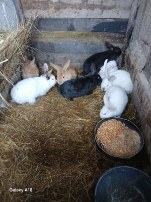 Iepuri de vânzare  - imagine 4