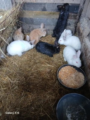 Iepuri de vânzare  - imagine 5