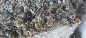 gainat de gaini ingrasamant natural - imagine 5