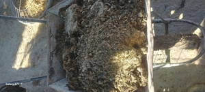 gainat de gaini ingrasamant natural - imagine 4